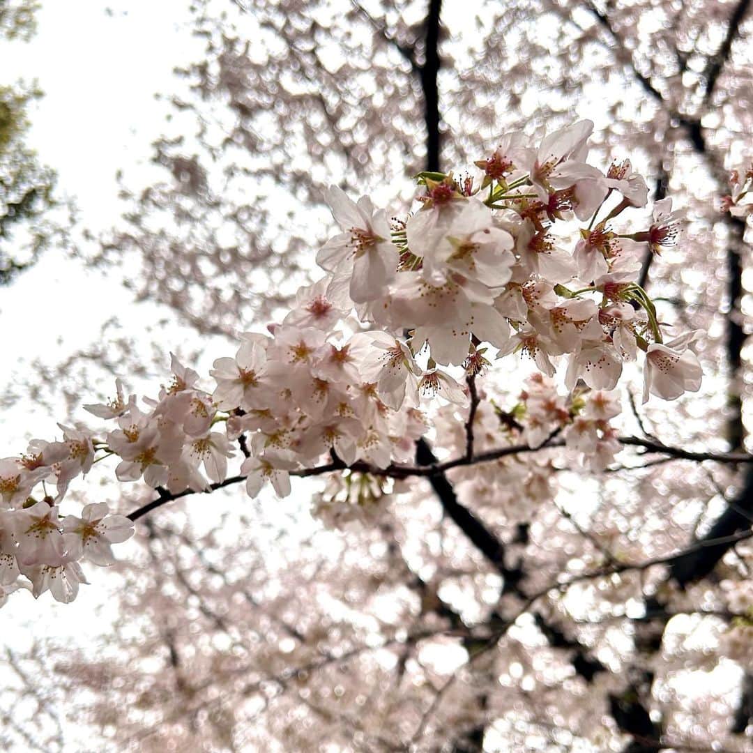 飯野詩帆のインスタグラム：「くもり空だと桜の薄いピンク色が際立ち、趣がありますね。  「お花見＝青空の下で」 というイメージを持つ方も多いですが、実は花曇りの日こそお花見日和かも。  雨だとさすがにビニールシートは広げられないけど、お散歩はちょうどいいかもですね🌸  #桜 #花曇り #花曇りの桜 #雨桜 #お花見 #雨の日のお花見 #🌸 #🍡」