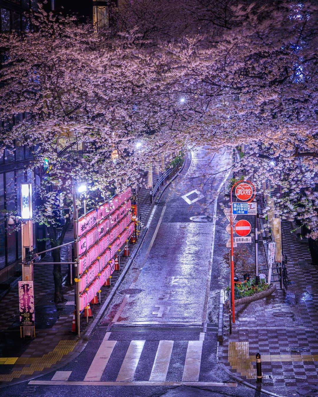 SHOCK EYEさんのインスタグラム写真 - (SHOCK EYEInstagram)「桜が満開になってから雨ばかりの東京☔️ これはこれで妖艶な夜桜って感じ🌸✨ 真夜中、誰もいない東京で1人で花見も贅沢だったよ😊✨  （一枚目、真夜中の工事で車が通行止中だったので車道に人がいても大丈夫でした🫡）  #桜 #夜桜 #渋谷 #目黒川 #cherryblossom #tokyo」3月26日 19時08分 - shockeye_official