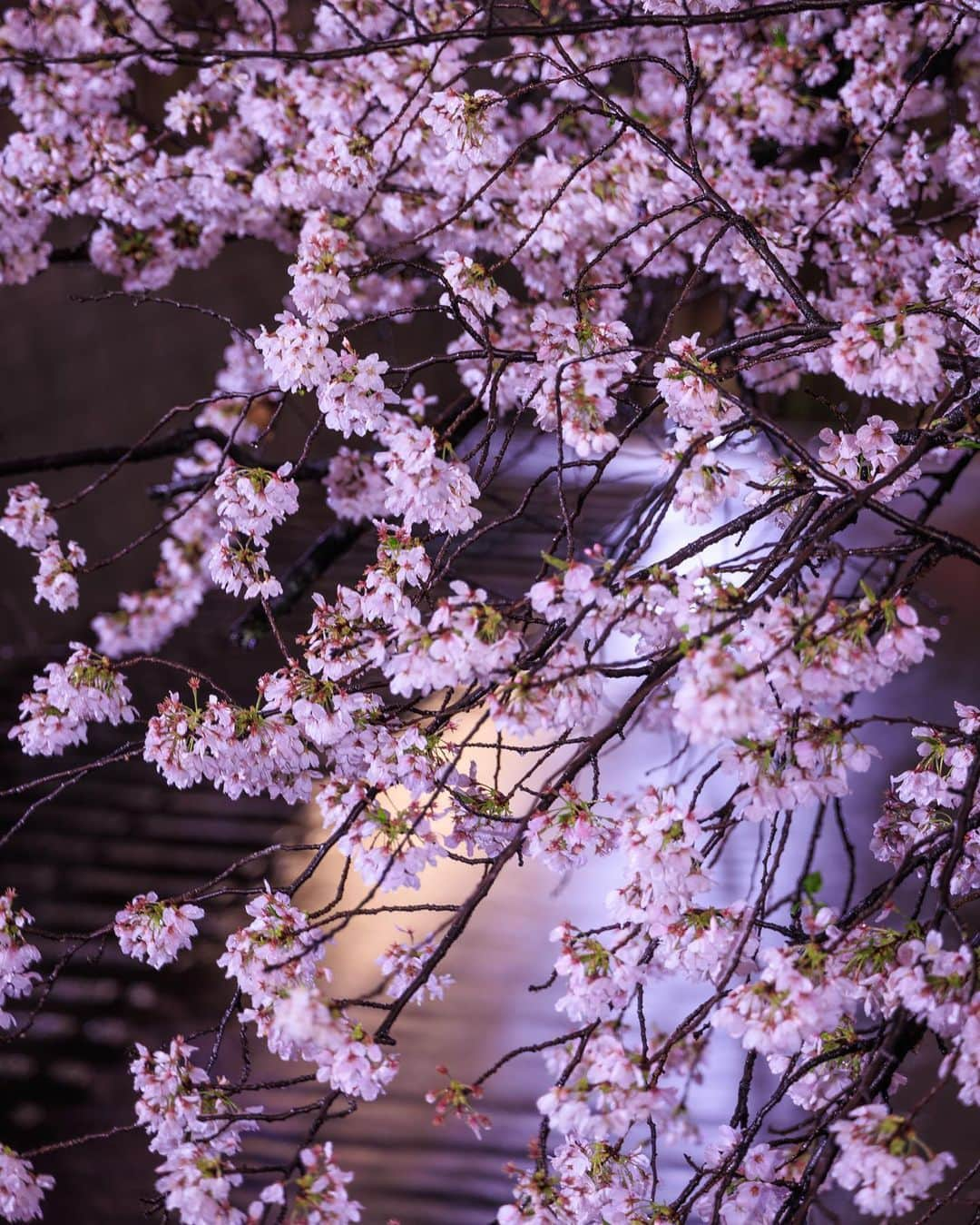 SHOCK EYEさんのインスタグラム写真 - (SHOCK EYEInstagram)「桜が満開になってから雨ばかりの東京☔️ これはこれで妖艶な夜桜って感じ🌸✨ 真夜中、誰もいない東京で1人で花見も贅沢だったよ😊✨  （一枚目、真夜中の工事で車が通行止中だったので車道に人がいても大丈夫でした🫡）  #桜 #夜桜 #渋谷 #目黒川 #cherryblossom #tokyo」3月26日 19時08分 - shockeye_official