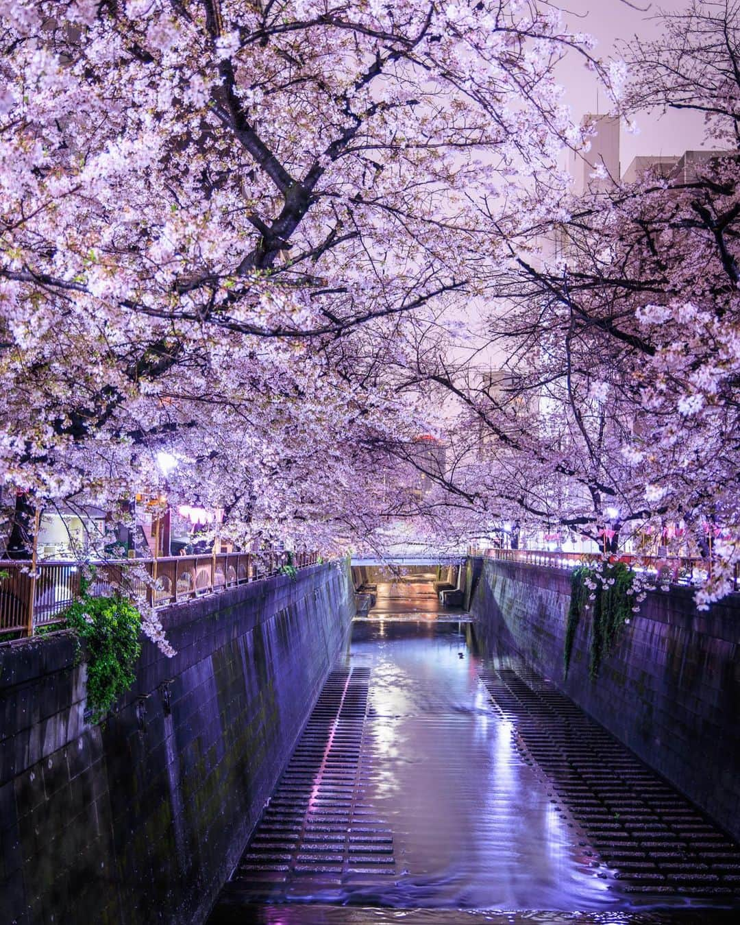 SHOCK EYEさんのインスタグラム写真 - (SHOCK EYEInstagram)「桜が満開になってから雨ばかりの東京☔️ これはこれで妖艶な夜桜って感じ🌸✨ 真夜中、誰もいない東京で1人で花見も贅沢だったよ😊✨  （一枚目、真夜中の工事で車が通行止中だったので車道に人がいても大丈夫でした🫡）  #桜 #夜桜 #渋谷 #目黒川 #cherryblossom #tokyo」3月26日 19時08分 - shockeye_official