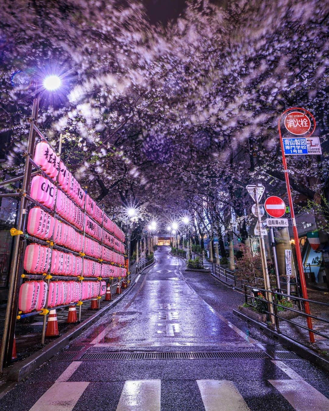 SHOCK EYEさんのインスタグラム写真 - (SHOCK EYEInstagram)「桜が満開になってから雨ばかりの東京☔️ これはこれで妖艶な夜桜って感じ🌸✨ 真夜中、誰もいない東京で1人で花見も贅沢だったよ😊✨  （一枚目、真夜中の工事で車が通行止中だったので車道に人がいても大丈夫でした🫡）  #桜 #夜桜 #渋谷 #目黒川 #cherryblossom #tokyo」3月26日 19時08分 - shockeye_official