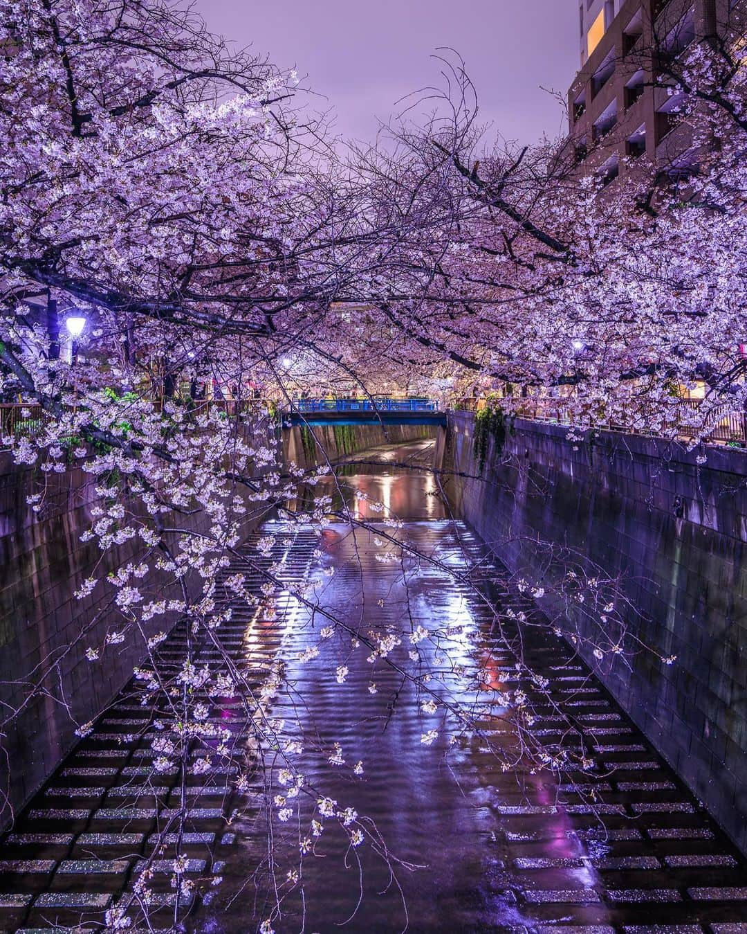 SHOCK EYEさんのインスタグラム写真 - (SHOCK EYEInstagram)「桜が満開になってから雨ばかりの東京☔️ これはこれで妖艶な夜桜って感じ🌸✨ 真夜中、誰もいない東京で1人で花見も贅沢だったよ😊✨  （一枚目、真夜中の工事で車が通行止中だったので車道に人がいても大丈夫でした🫡）  #桜 #夜桜 #渋谷 #目黒川 #cherryblossom #tokyo」3月26日 19時08分 - shockeye_official