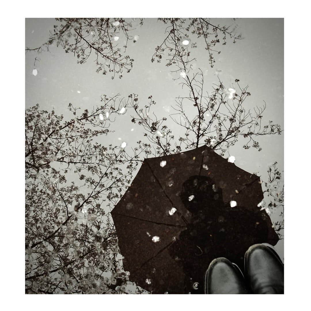 Halのインスタグラム