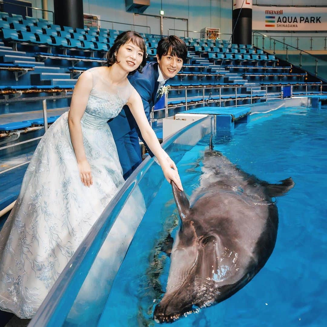 SWITCH SHOOTING PHOTO MAISONのインスタグラム：「アクアパーク撮影では、和装でも洋装でも撮影が可能！  その中でも、洋装の場合は なんとイルカタッチができちゃいます…！！🐬  おふたりの撮影時間に合わせて、イルカさんがスタンバイしてくれていますので こちらもぜひ体験していただきたいイベントです❣️  東京 @switch.tokyo 大阪 @switch.umeda 札幌 @switch.sapporo 鹿児島 @switch.kagoshima ⁡. ▼少人数結婚式ご検討のカップルはこちらから @chapel_tenkeiandmarry ⁡. ▼前撮り・フォトウェディングご希望のカップルはこちらから @switch.tokyo . #switch表参道#switchomotesando #switch東京　#switchtokyo #前撮り#後撮り#ウェディングフォト#フォトウェディング#フォトスタジオ #ブライダルフォト#結婚写真#結婚式前撮り#プレ花嫁#花嫁準備#ブライダルヘア#ウェディングヘア#おしゃれ花嫁#ドレス試着#結婚式#日本中のプレ花嫁さんと繋がりたい#ウェディングドレス#カラードレス#タキシード#和装前撮り#色打掛#白無垢#品プリ花嫁 #品プリ婚　#水族館　#アクアパーク品川」