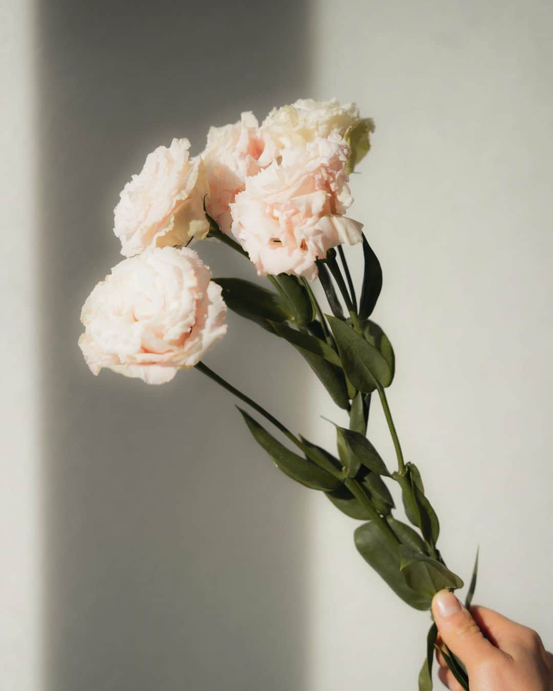 SORAのインスタグラム：「バラにハマり中🌹♥️  お花を玄関・リビング・洗面所・自分の部屋に置くと普段より心に余裕がうまれる🎶  お花って本当可愛い"(∩>ω<∩)"   #flowers  #rose  #room」