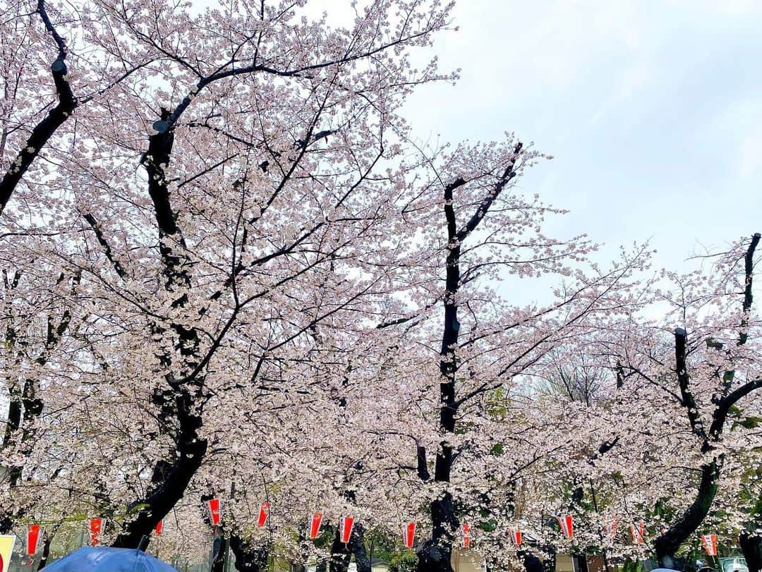 江川清音さんのインスタグラム写真 - (江川清音Instagram)「⁡ 🌸東京・上野公園🌸 ⁡ 3/25(土) 5地点目は上野公園。 ⁡ 観光客の方がたくさんいっらっしゃっていて 賑わっていましたよ🌸🌸 ⁡ 宴会などは禁止ですが、出店が何店舗もあり 空腹を満たすことが出来るのも嬉しい🥹◎ ⁡ ここでは途中休憩を😌 さくらと抹茶のドーナツをいただいて ほっとひと息つきまし🍩🌸🍵 ⁡ ⁡ #上野公園  #桜のあるくらし2023 #ウェザーニュースlive #さくらプロジェクト #さくプロ大使 #さくらば〜」3月26日 19時42分 - egawasayane