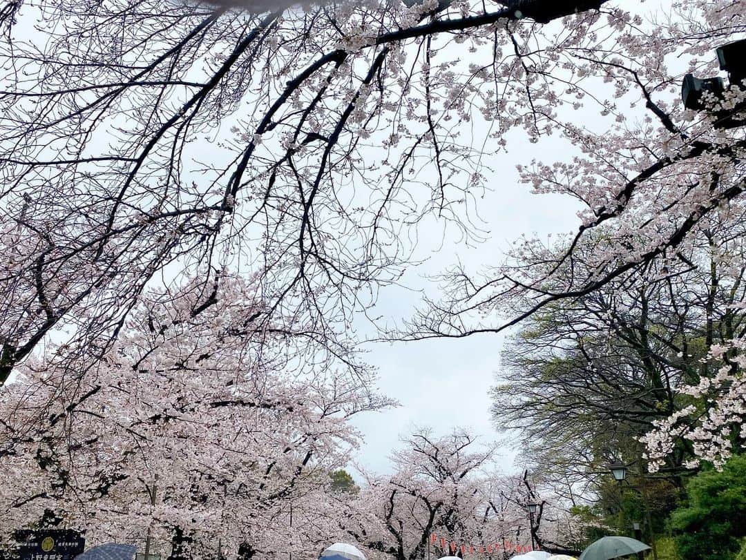 江川清音さんのインスタグラム写真 - (江川清音Instagram)「⁡ 🌸東京・上野公園🌸 ⁡ 3/25(土) 5地点目は上野公園。 ⁡ 観光客の方がたくさんいっらっしゃっていて 賑わっていましたよ🌸🌸 ⁡ 宴会などは禁止ですが、出店が何店舗もあり 空腹を満たすことが出来るのも嬉しい🥹◎ ⁡ ここでは途中休憩を😌 さくらと抹茶のドーナツをいただいて ほっとひと息つきまし🍩🌸🍵 ⁡ ⁡ #上野公園  #桜のあるくらし2023 #ウェザーニュースlive #さくらプロジェクト #さくプロ大使 #さくらば〜」3月26日 19時42分 - egawasayane