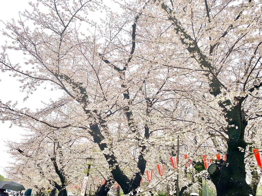 江川清音のインスタグラム：「⁡ 🌸東京・上野公園🌸 ⁡ 3/25(土) 5地点目は上野公園。 ⁡ 観光客の方がたくさんいっらっしゃっていて 賑わっていましたよ🌸🌸 ⁡ 宴会などは禁止ですが、出店が何店舗もあり 空腹を満たすことが出来るのも嬉しい🥹◎ ⁡ ここでは途中休憩を😌 さくらと抹茶のドーナツをいただいて ほっとひと息つきまし🍩🌸🍵 ⁡ ⁡ #上野公園  #桜のあるくらし2023 #ウェザーニュースlive #さくらプロジェクト #さくプロ大使 #さくらば〜」