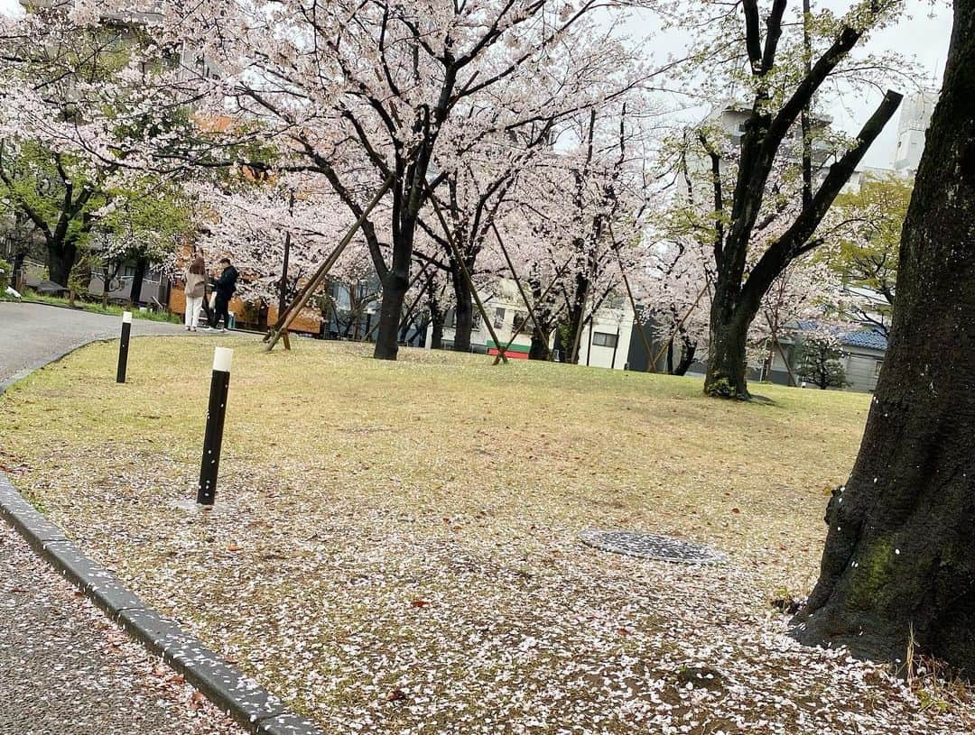 江川清音さんのインスタグラム写真 - (江川清音Instagram)「⁡ 🌸東京・隅田公園🌸 ⁡ 3/25(土) 6地点目は隅田公園。 ※激動の連投失礼致します🙏 ⁡ ⁡ この日は雨風が結構強めに吹いていましたが 徐々に回復へ🍃🙆‍♀️ ポツポツレベルまで落ち着いたのが隅田公園✨ ⁡ 芝生を育てている最中で入れない所もあり 写真を撮るのが少し難しかったです🤔💭 ⁡ ほんの少しの時間の違いで スカイツリーの上部が見えたり隠れたり 雲底の違いを見て実感していました☁👀 ⁡桜の絨毯も🌸 ⁡ #隅田公園 #桜のあるくらし2023 #ウェザーニュースlive #さくらプロジェクト #さくプロ大使 #さくらば〜」3月26日 19時49分 - egawasayane