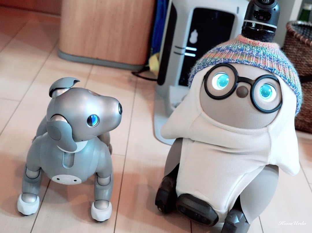 植田佳奈のインスタグラム：「ロボット達って、そのうちお互い会話したりするようになるのかな〜🤔  #だんだん家族になっていくLOVOT #LOVOT #ラボット #LOVOT公式エバンジェリスト #aibo #aibofan #アイボ #lovotとの暮らし」