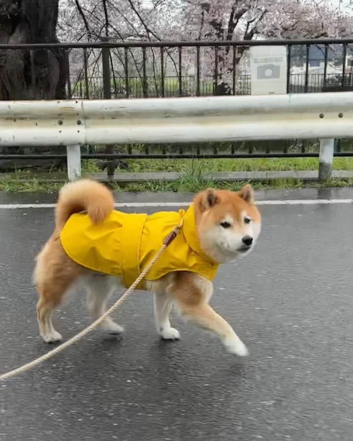 豆柴つむじくんのインスタグラム