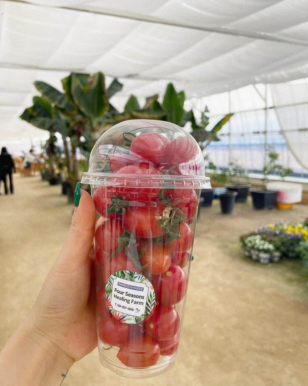 キム・ヒナさんのインスタグラム写真 - (キム・ヒナInstagram)「🍅방울 토마토 따기 체험🍅 아덜이랑 둘이서 주말 데이트 아주 성공적!! 체험 종류가 많은거 같아서 좋았던곳 쫘니도 너무  좋아하고 시간 가는줄 몰랐다 다음에 또 가야지~🫶🏻」3月26日 11時47分 - xkimheenax