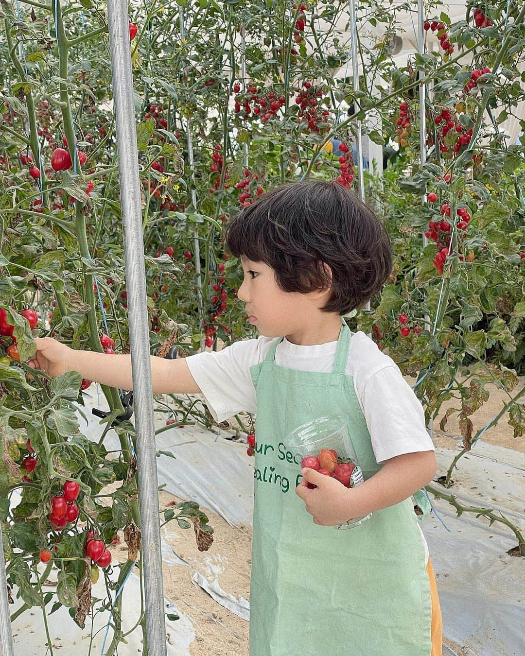 キム・ヒナさんのインスタグラム写真 - (キム・ヒナInstagram)「🍅방울 토마토 따기 체험🍅 아덜이랑 둘이서 주말 데이트 아주 성공적!! 체험 종류가 많은거 같아서 좋았던곳 쫘니도 너무  좋아하고 시간 가는줄 몰랐다 다음에 또 가야지~🫶🏻」3月26日 11時47分 - xkimheenax