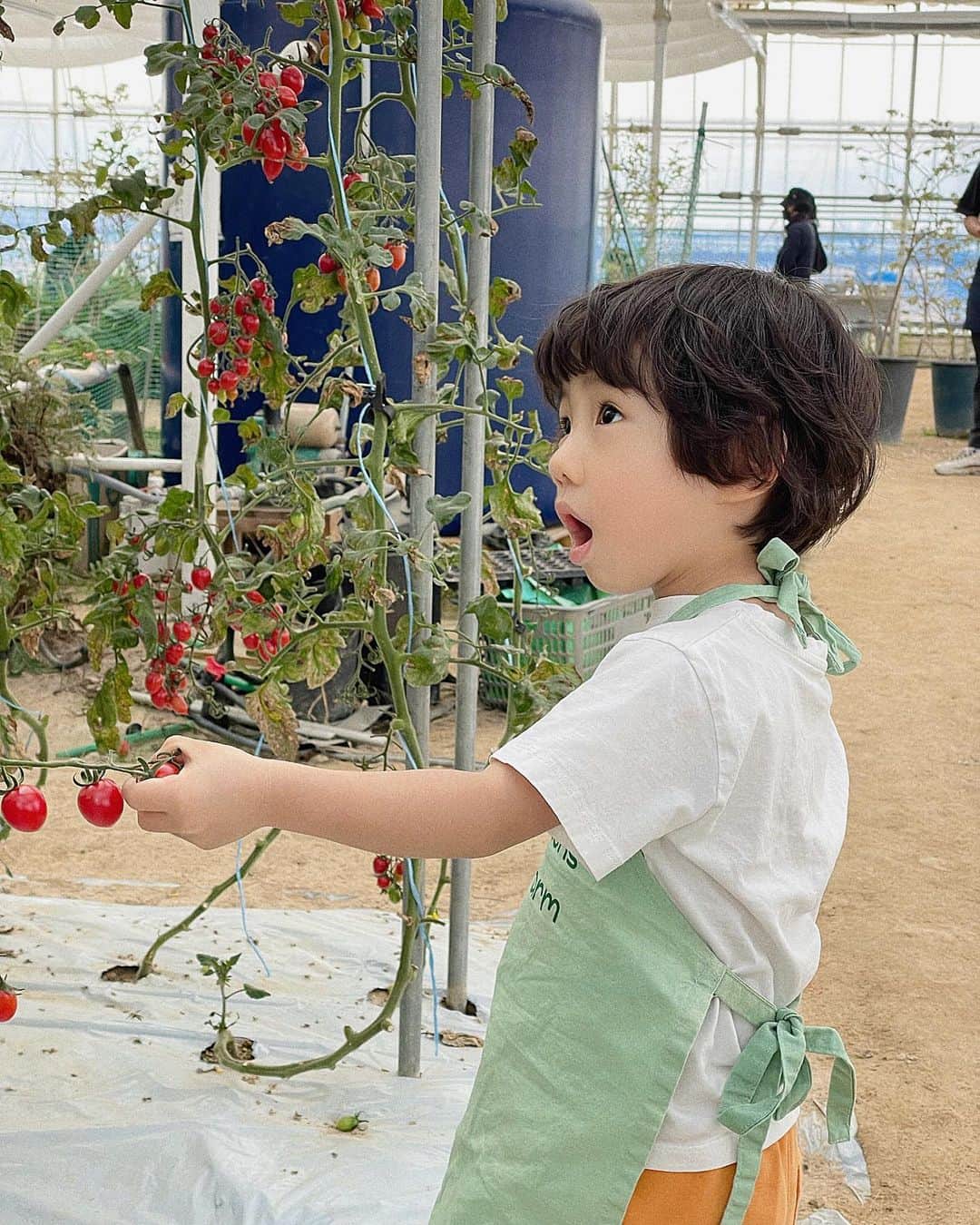 キム・ヒナのインスタグラム：「🍅방울 토마토 따기 체험🍅 아덜이랑 둘이서 주말 데이트 아주 성공적!! 체험 종류가 많은거 같아서 좋았던곳 쫘니도 너무  좋아하고 시간 가는줄 몰랐다 다음에 또 가야지~🫶🏻」