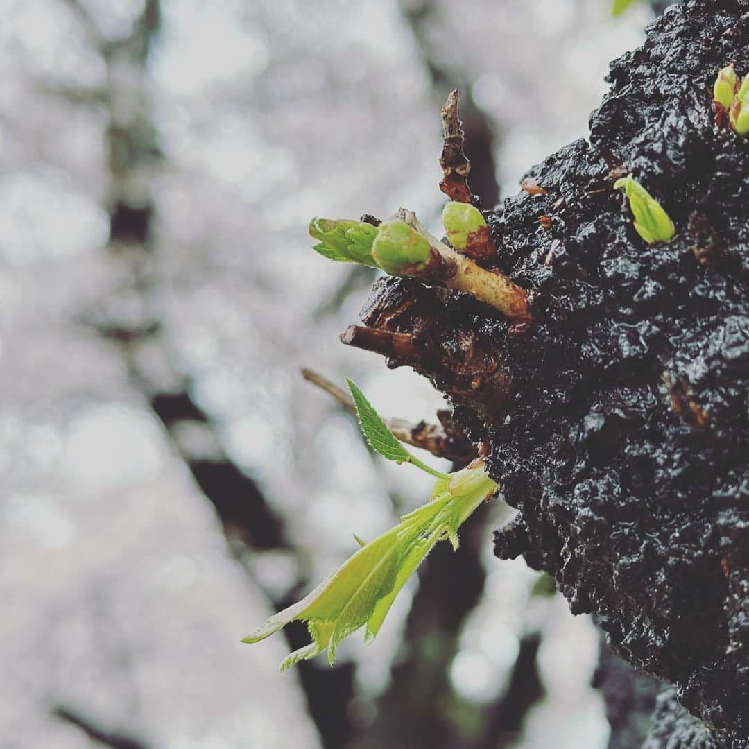 小渕健太郎のインスタグラム：「今日。とても瑞々しい蕾と葉。 周りの桜に、少し出遅れてるけど、 周りが雨で散った頃にゆっくり開くのだろうか？ 花の命は短いけれど、花が咲く時間よりも、木の命の長さは、遥かに長く、色んなものを見てる。  人間にとっても、日々巻き起こる色んな出来事は、花や枝葉のようで、一生が、木。 思ってもいない様な花が咲く日もあれば、 思ってたのと違う花が咲く日もある。  色んな花を咲かせ、散らしながら、 どんな木に育つかを大切に生きていれば、 色んな形の思い出が降り積もる人生が待ってる。  #桜#蕾#涙と笑顔 #出会いと別れ#思い出は未来への肥やし」