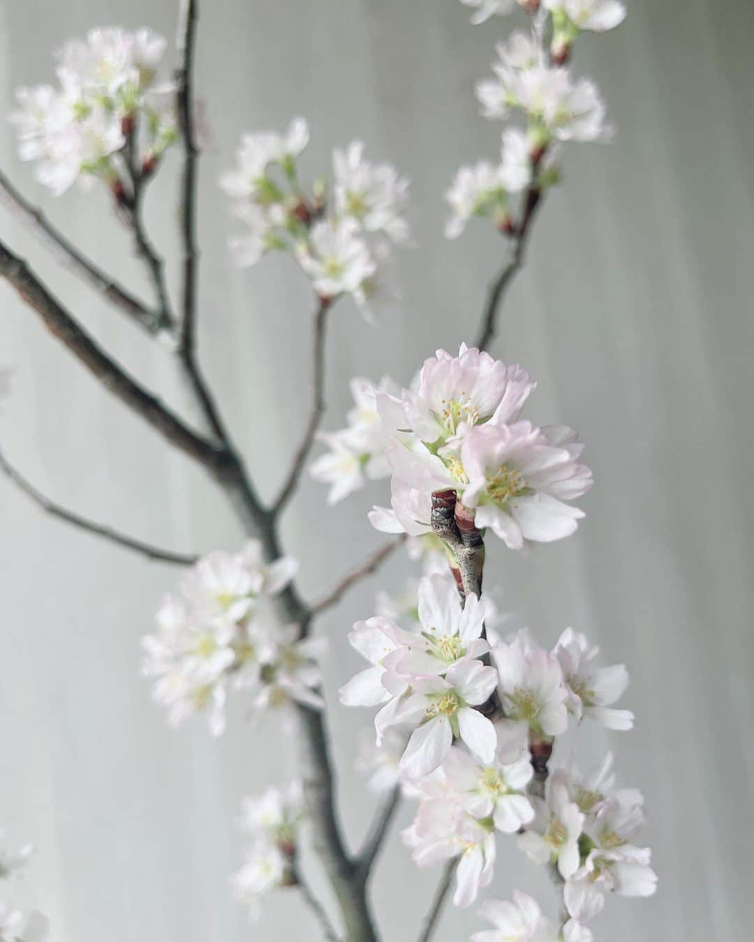 安座間美優さんのインスタグラム写真 - (安座間美優Instagram)「おうちの桜が満開に🌸🌸🌸 かわいいなぁ 上の方はまだこれから咲いてくれるので楽しみ。  今日はお花見の予定だったのですが雨で断念… おうちでしっぽりお花見とします。  みなさんはお花見しましたか？  #桜#お花見#sakura」3月26日 12時03分 - mew_azama
