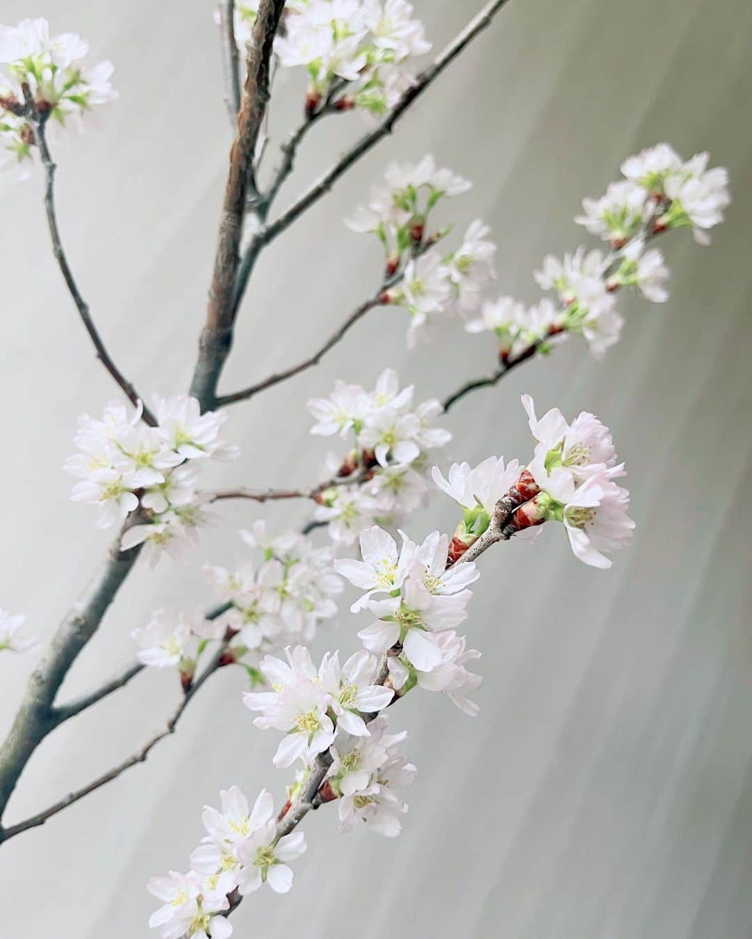 安座間美優のインスタグラム：「おうちの桜が満開に🌸🌸🌸 かわいいなぁ 上の方はまだこれから咲いてくれるので楽しみ。  今日はお花見の予定だったのですが雨で断念… おうちでしっぽりお花見とします。  みなさんはお花見しましたか？  #桜#お花見#sakura」