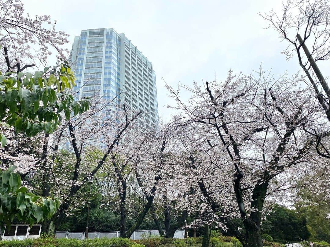 江川清音さんのインスタグラム写真 - (江川清音Instagram)「⁡ 🌸東京・芝公園🌸 ⁡ 3/25(土) #桜満開めぐり100 の企画で訪れました🗼 1地点目は芝公園。 雨でタワーの上部が若干隠れていました🤭 桜は満開で見頃です💓 ⁡ 以前も桜シーズンに訪れた芝公園ですが 見る場所によって全然違う景色に👀 ⁡ お花見ツアーも行われていたようです💡✨ ⁡ ⁡ #芝公園 #桜のあるくらし2023 #ウェザーニュースlive #さくらプロジェクト #さくプロ大使 #さくらば〜」3月26日 12時06分 - egawasayane