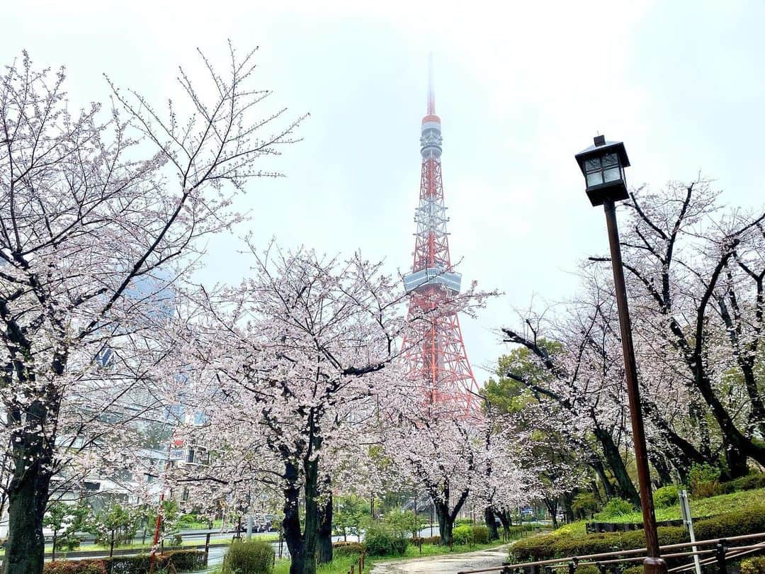 江川清音のインスタグラム：「⁡ 🌸東京・芝公園🌸 ⁡ 3/25(土) #桜満開めぐり100 の企画で訪れました🗼 1地点目は芝公園。 雨でタワーの上部が若干隠れていました🤭 桜は満開で見頃です💓 ⁡ 以前も桜シーズンに訪れた芝公園ですが 見る場所によって全然違う景色に👀 ⁡ お花見ツアーも行われていたようです💡✨ ⁡ ⁡ #芝公園 #桜のあるくらし2023 #ウェザーニュースlive #さくらプロジェクト #さくプロ大使 #さくらば〜」