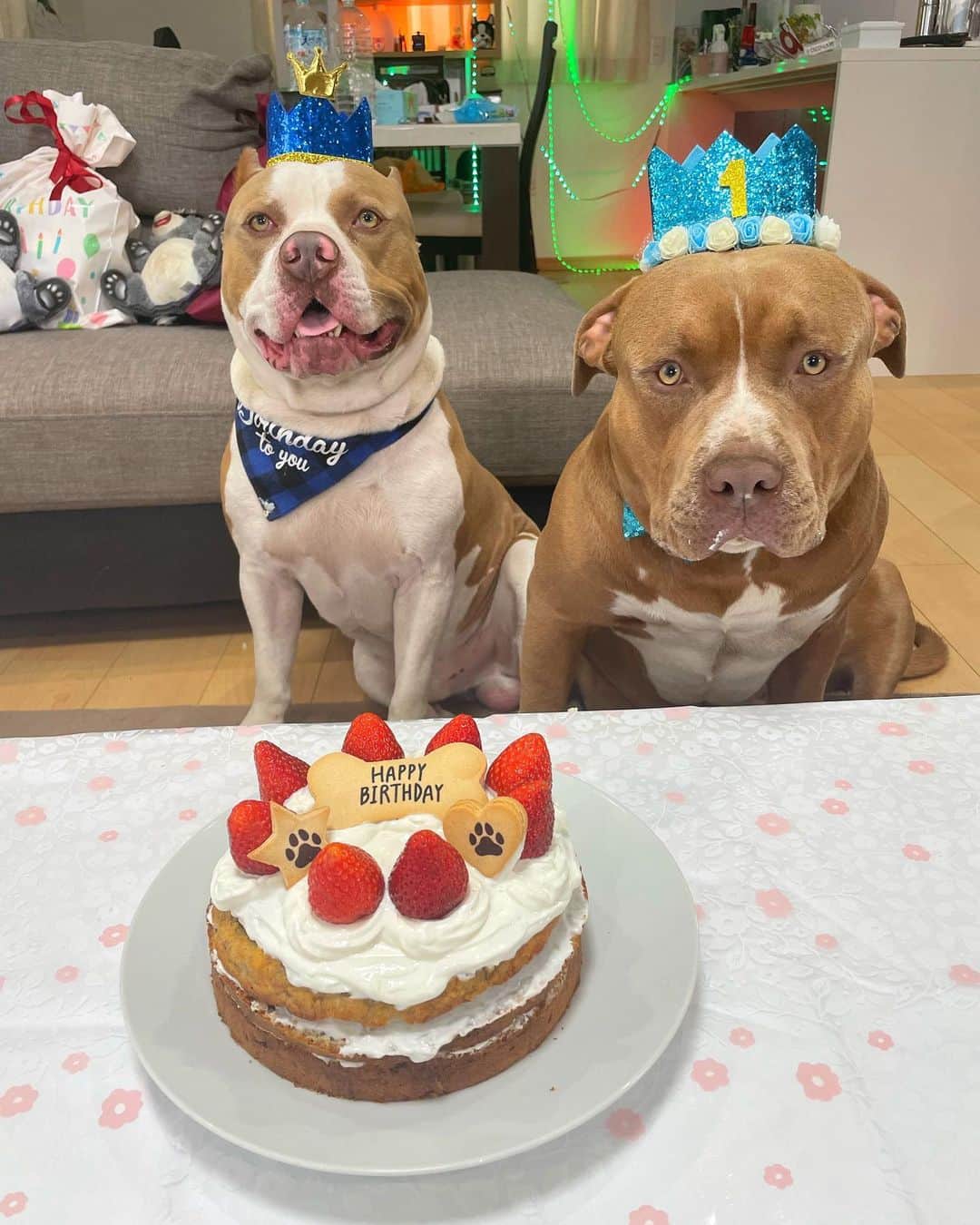 りくさんのインスタグラム写真 - (りくInstagram)「ろみの手作りケーキに大喜び♡ レイはペロリと完食笑 お誕生日おめでとう🎉 #アメリカンピットブル #アメリカンピットブルテリア #ピットブル #ペット #犬 #犬のいる暮らし #誕生日 #誕生日ケーキ #ケーキ #いぬすたぐらむ」3月26日 12時12分 - riku_chan.rocky