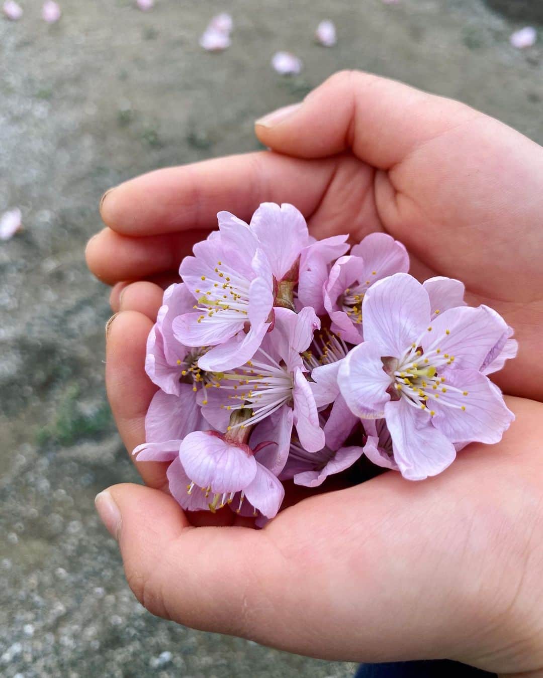 生野陽子のインスタグラム：「🌸 晴れた日に撮影した様々な桜。  早咲きの桜に ソメイヨシノ 枝垂桜もうっとりする美しさ。  週明けに 冷たい雨に耐えた桜を 愛でたいです。  娘と落ちた桜を持ち帰り 水を張った器に浮かべて 余韻を楽しむことも☺︎  #さくら」