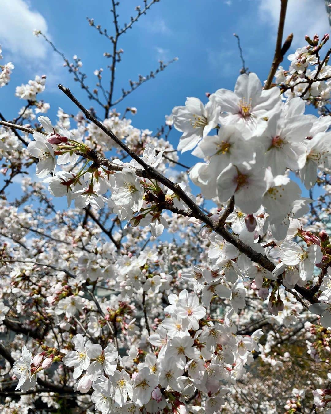 生野陽子さんのインスタグラム写真 - (生野陽子Instagram)「🌸 晴れた日に撮影した様々な桜。  早咲きの桜に ソメイヨシノ 枝垂桜もうっとりする美しさ。  週明けに 冷たい雨に耐えた桜を 愛でたいです。  娘と落ちた桜を持ち帰り 水を張った器に浮かべて 余韻を楽しむことも☺︎  #さくら」3月26日 12時44分 - yoko_shono