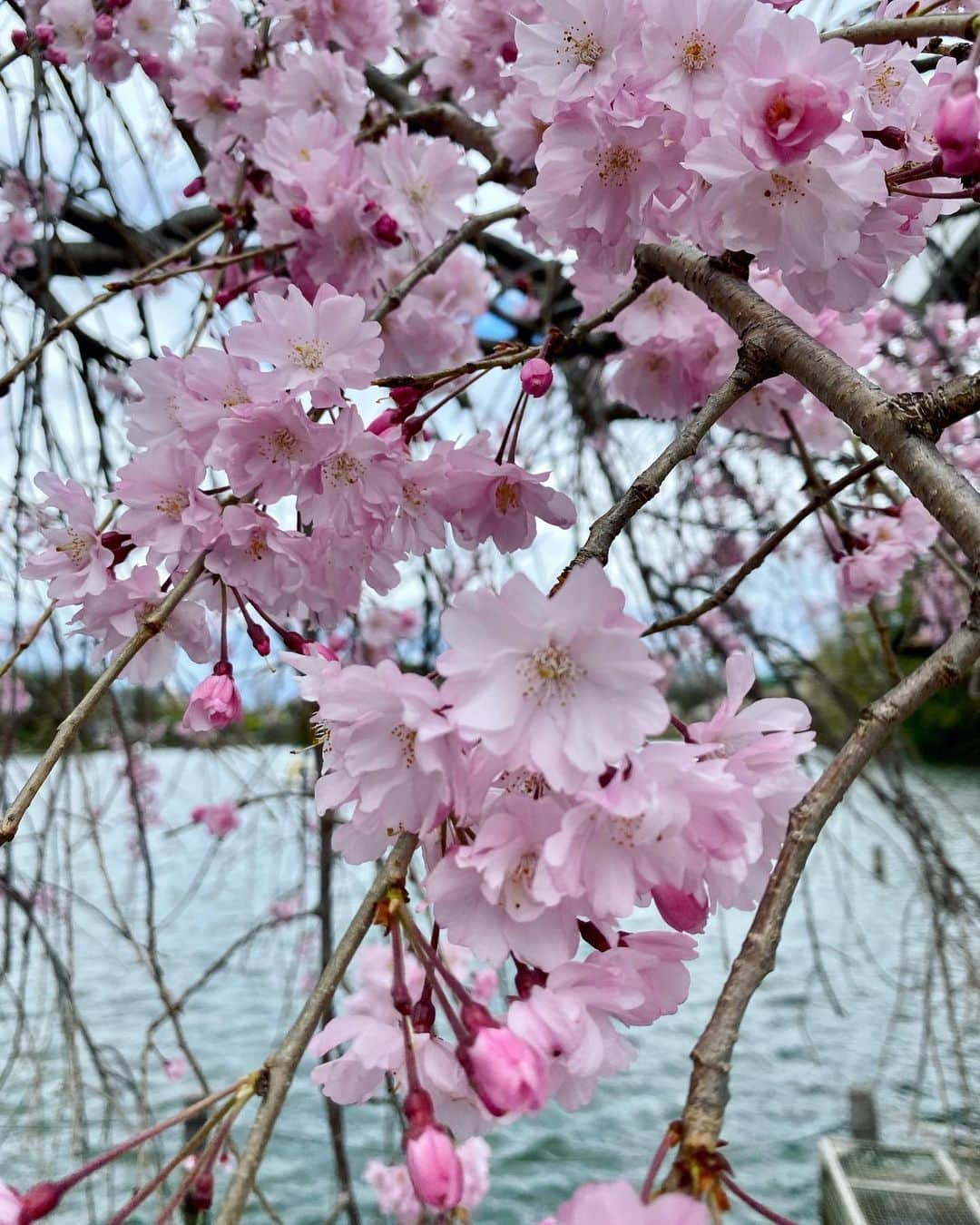 生野陽子さんのインスタグラム写真 - (生野陽子Instagram)「🌸 晴れた日に撮影した様々な桜。  早咲きの桜に ソメイヨシノ 枝垂桜もうっとりする美しさ。  週明けに 冷たい雨に耐えた桜を 愛でたいです。  娘と落ちた桜を持ち帰り 水を張った器に浮かべて 余韻を楽しむことも☺︎  #さくら」3月26日 12時44分 - yoko_shono