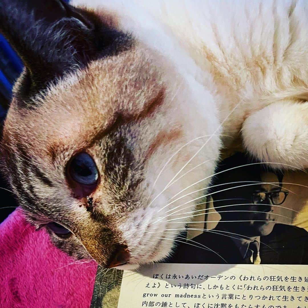 町田康のインスタグラム：「殺す。」