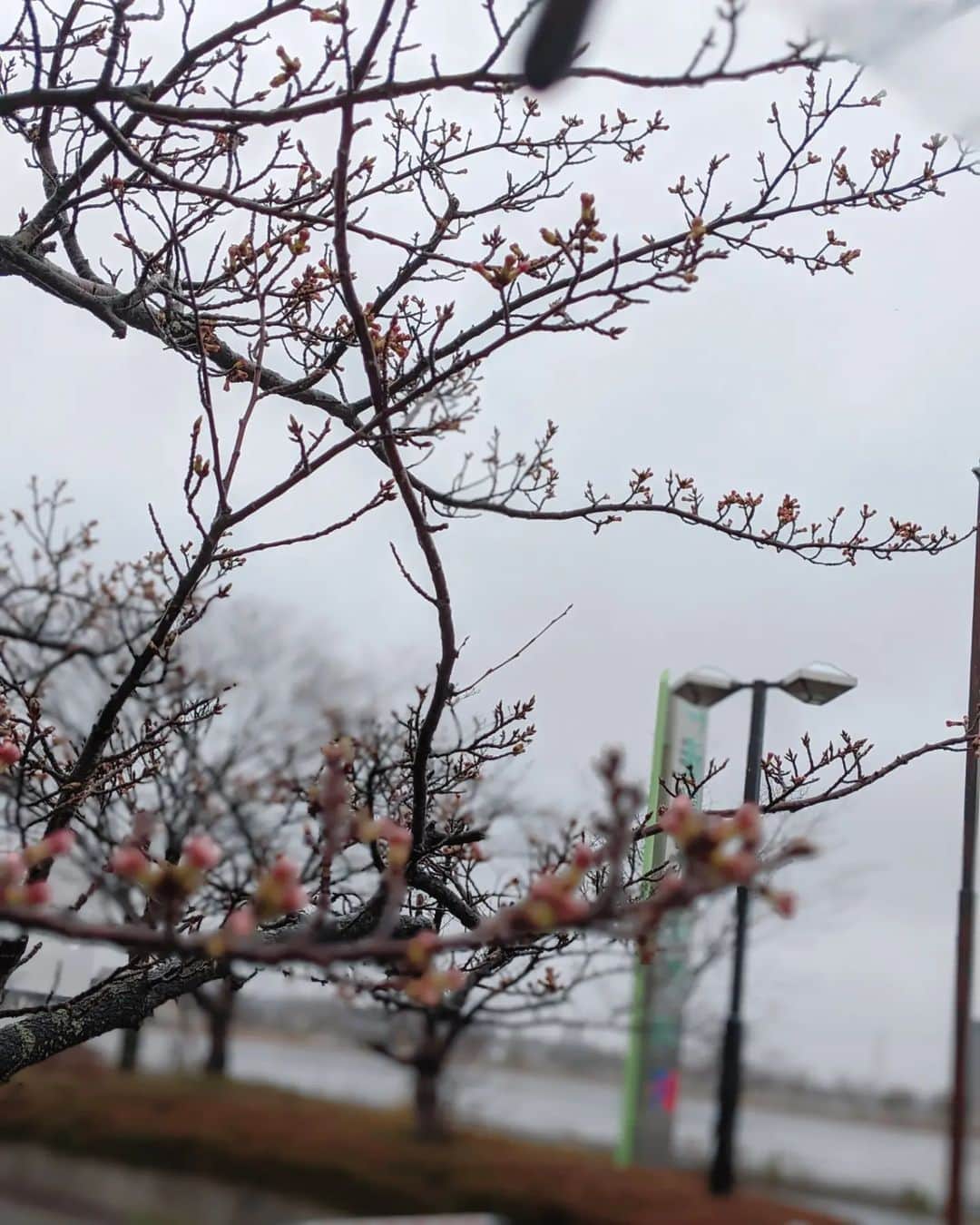 小林幸子さんのインスタグラム写真 - (小林幸子Instagram)「昨日から、新潟に来ています‼️  ✨新潟テルサ✨ でも、コンサートではありません😊 あるお祝いで駆けつけました❤  今日は雨の新潟、桜はまだツボミです🌸  #sachikokobayashi  #小林幸子  #新潟テルサ  #雨の新潟  #桜はまだつぼみ🌸  #おめでとうございます」3月26日 14時13分 - kobayashi_sachiko_5884
