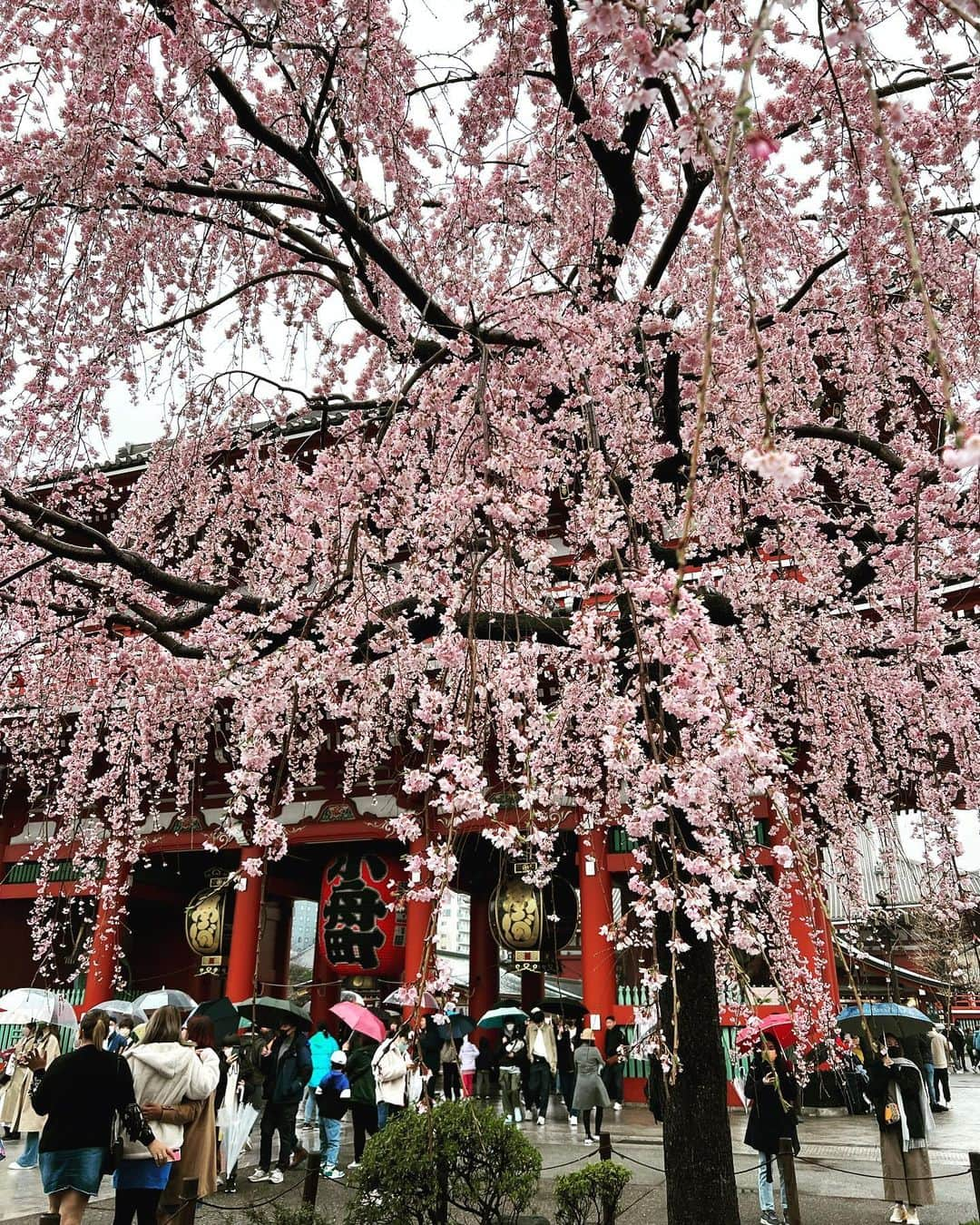 藤高つばささんのインスタグラム写真 - (藤高つばさInstagram)「. 浅草⛩桜🌸 . 卒業式の時期とかぶってたので 高校生とか大学生がいっぱいいて 若いなーって言ってしまう。笑 . . #浅草 #桜 #asakusa #sakura」3月26日 14時35分 - tsu_channel.say