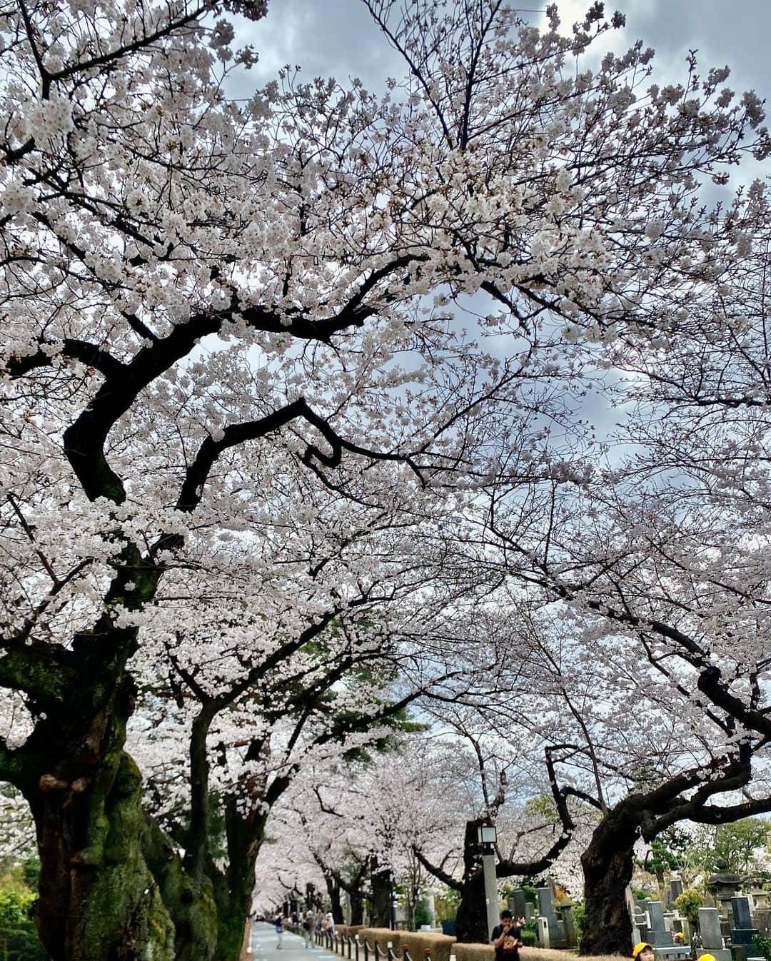 勝恵子さんのインスタグラム写真 - (勝恵子Instagram)「備忘録 2023 桜 青山、千鳥ヶ淵、駒場など。 今年は咲き始めも早くてお天気も生憎💦 曇天の桜も好きですが。  #桜」3月26日 14時37分 - keiko.katsu