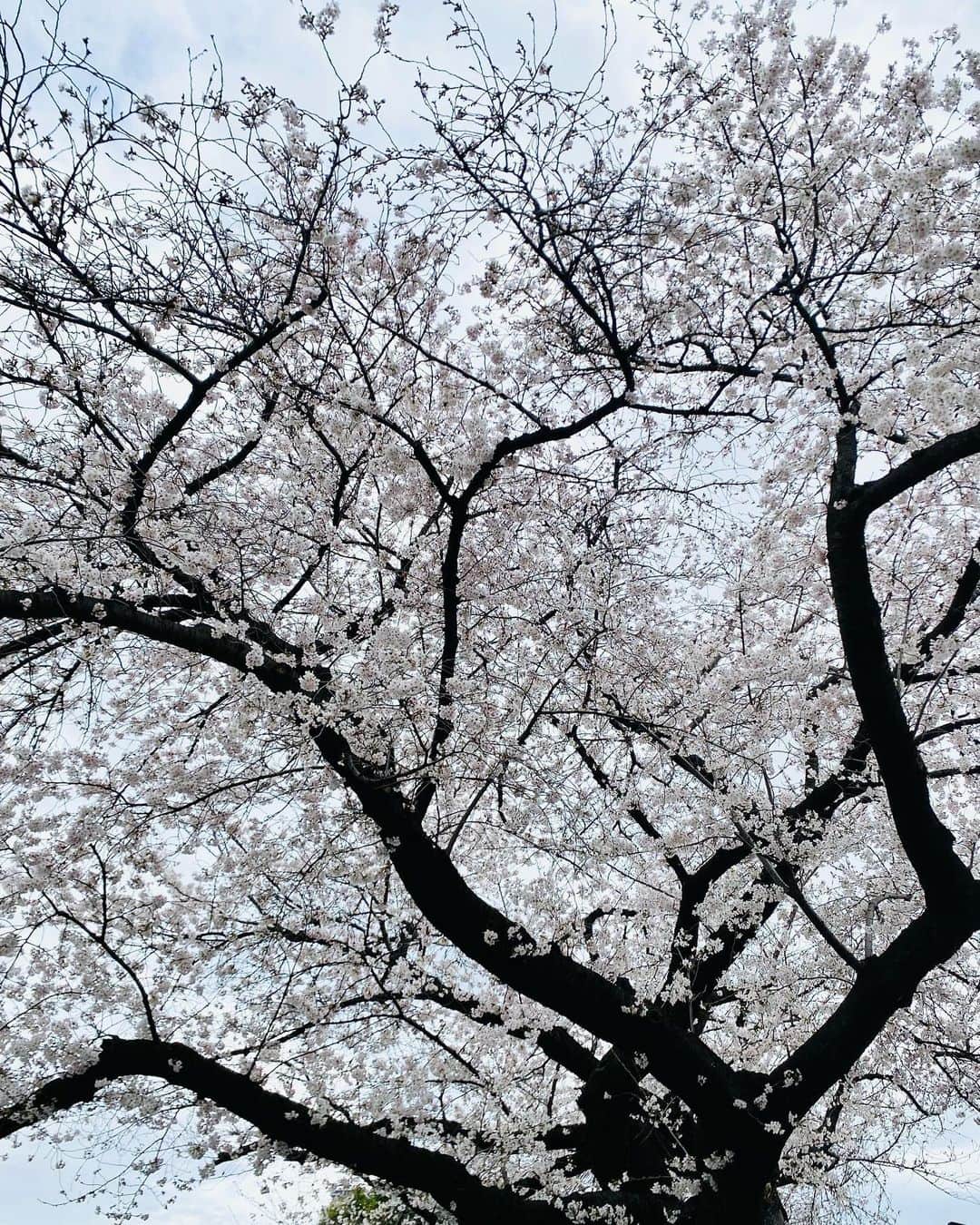 勝恵子さんのインスタグラム写真 - (勝恵子Instagram)「備忘録 2023 桜 青山、千鳥ヶ淵、駒場など。 今年は咲き始めも早くてお天気も生憎💦 曇天の桜も好きですが。  #桜」3月26日 14時37分 - keiko.katsu