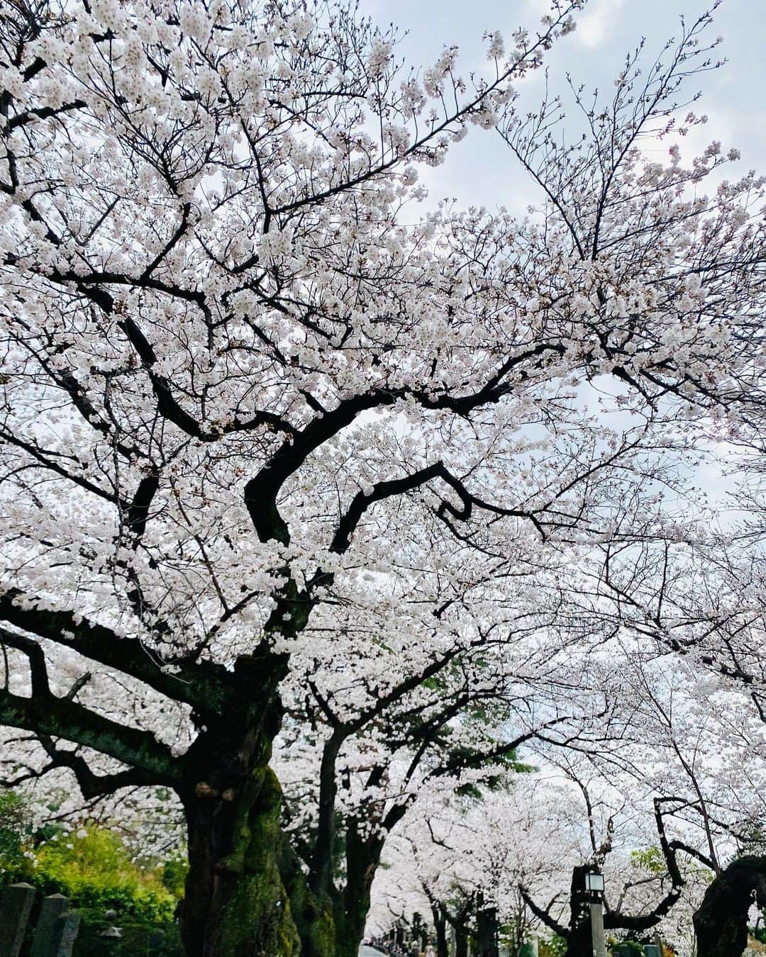 勝恵子のインスタグラム：「備忘録 2023 桜 青山、千鳥ヶ淵、駒場など。 今年は咲き始めも早くてお天気も生憎💦 曇天の桜も好きですが。  #桜」