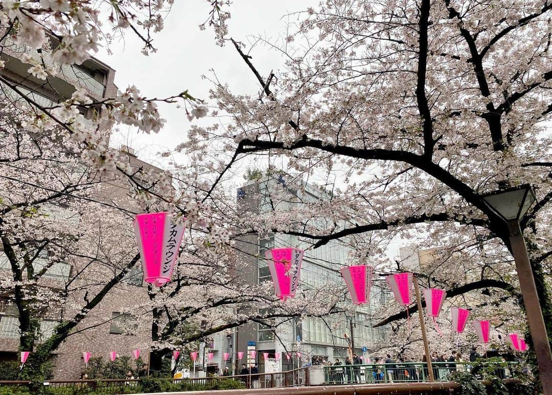 江川清音さんのインスタグラム写真 - (江川清音Instagram)「⁡ 🌸東京・目黒川沿い🌸 ⁡ 3/25(土) #桜満開めぐり100 Twitterで行っている企画です💡 7地点目は目黒川沿い。 ⁡ 雨は止み、傘が必要なくなりました🙌✨ 目黒川沿いは若い方や外国の方が とても多い印象！ ⁡ 川沿いにたっくさんの出店があり 桜と食を楽しんでいる方が 多くいらっしゃいました🍖🌸 ⁡ 私もその1人。笑 ⁡ お疲れさまでした〜ということで シャンパンに見えるけど、 実はいちご入りのソーダジュース🍹 とカレースパイスの焼き鳥😆 ⁡ この日は雨風が強かったからか 木の幹に桜の花弁がたくさん付着していました。 ⁡ ⁡お疲れ様でした♥️  #目黒川沿い #桜のあるくらし2023 #ウェザーニュースlive #さくらプロジェクト #さくプロ大使 #さくらば〜」3月26日 20時04分 - egawasayane