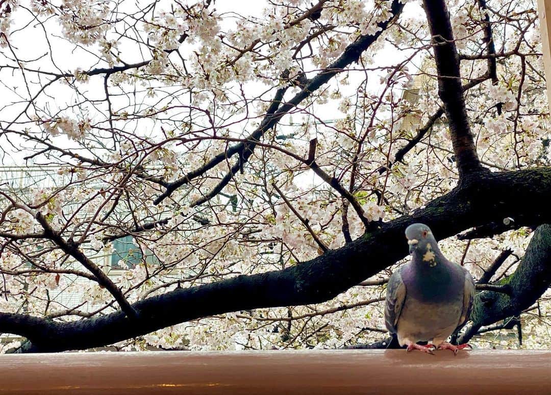 江川清音さんのインスタグラム写真 - (江川清音Instagram)「⁡ 🌸東京・目黒川沿い🌸 ⁡ 3/25(土) #桜満開めぐり100 Twitterで行っている企画です💡 7地点目は目黒川沿い。 ⁡ 雨は止み、傘が必要なくなりました🙌✨ 目黒川沿いは若い方や外国の方が とても多い印象！ ⁡ 川沿いにたっくさんの出店があり 桜と食を楽しんでいる方が 多くいらっしゃいました🍖🌸 ⁡ 私もその1人。笑 ⁡ お疲れさまでした〜ということで シャンパンに見えるけど、 実はいちご入りのソーダジュース🍹 とカレースパイスの焼き鳥😆 ⁡ この日は雨風が強かったからか 木の幹に桜の花弁がたくさん付着していました。 ⁡ ⁡お疲れ様でした♥️  #目黒川沿い #桜のあるくらし2023 #ウェザーニュースlive #さくらプロジェクト #さくプロ大使 #さくらば〜」3月26日 20時04分 - egawasayane
