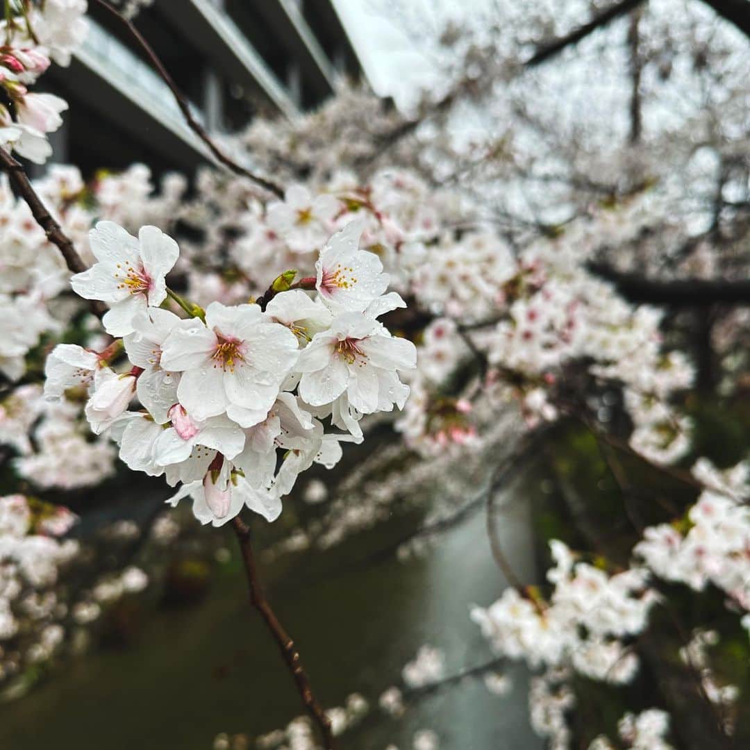 大瀧彩乃さんのインスタグラム写真 - (大瀧彩乃Instagram)「・ 桜の季節の京都🌸  大好きなhereのみんなに会えて 大好きな京都の街を久しぶりにお散歩できた👣 会いたかった人達にも会えて充実した毎日☕️  京都の皆さんありがとうございました😊またすぐ帰ってきまーす👋  #kyoto#東京京都生活 #takiicotrip#nottoday」3月26日 20時06分 - _ayanootaki_