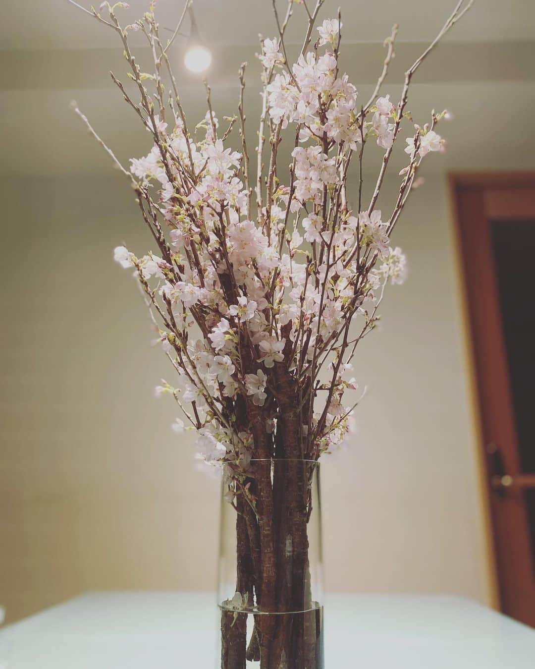 清水あすかのインスタグラム：「お家でお花見🌸🏠 素敵なプレゼントをいただきました💕ありがとう💕 もっと枝がひらける花瓶があれば綺麗だろうな〜😭 桜さん🌸窮屈な花瓶でごめんね😭🙏  #お花見 #桜 #プレゼント #thankyou #sakura」