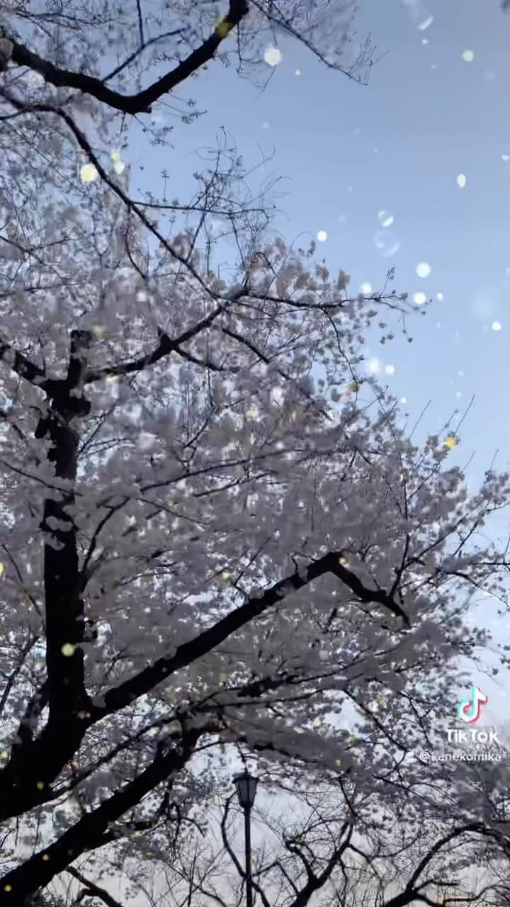 金子実加のインスタグラム：「お気に入りの散歩コース✨  #桜 #花見　#ウォーキング #皇居 #皇居外苑 #cherryblossom #japan #tokyo #東京 #日比谷 #有楽町 #桜田門」