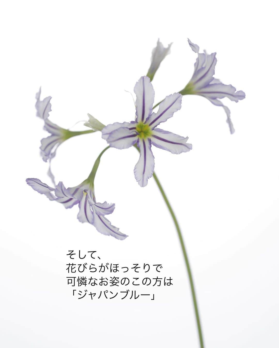 雑誌『花時間』さんのインスタグラム写真 - (雑誌『花時間』Instagram)「球根生まれの早春の花と言えば、どんなお花を思いつきますか？  花時間（@hanajikan_magazine）です。  チューリップ、ラナンキュラス、スイセン、ヒヤシンス…。  もうじきフィナーレを迎える花が多いなか、まだ旬が続行中のお花もあります。  たとえば、このリューココリネ。  すらりと伸びた茎先に、星形のお花をいくつもつけるエレガント派球根花。  こんなふうに葉っぱで囲んであげると、小さな花の可憐なお顔がくっきりと引き立つんです。  器にいけてよし、ミニ花束としてプレゼント💐してよしのアイデア💡  ハーブゼラニウムの葉を何枚か添えても素敵ですね。香りも楽しめます🌿  ちなみに、このお花はリューココリネの育種で有名な『三宅花卉園』さんの品種です。素敵ですね💕  では、本日もお疲れさまでした。明日からの1週間も元気smile😊😊😊で頑張りましょう！  花　@atelier_rencontrer  写真　@tanabe32  リューココリネ　@miyake_yasuyuki   【花時間ニュース】 💜『花時間』から、花の定期便がスタートしました🥰　世界でここだけのバラと旬花が届く嬉しいサービスです💕  💜『花時間2023秋冬』〈春夏秋冬。季節のリース〉大好評発売中！  💜2023年『花時間』カレンダー絶賛発売中！  💜『花と短歌でめぐる 二十四節気 花のこよみ』大好評発売中  すべて @hanajikan_magazine のプロフィールのリンクから飛べます✈️  『花時間』本誌や書籍は全国の書店、ネット書店でも発売中✨  #花時間 #フラワーアレンジ #リューココリネ #球根の花  #春の花 #紫の花  #花が好き #花が好きな人と繋がりたい #花を飾る #花を飾る生活 #花屋さんへ行こう」3月26日 15時30分 - hanajikan_magazine
