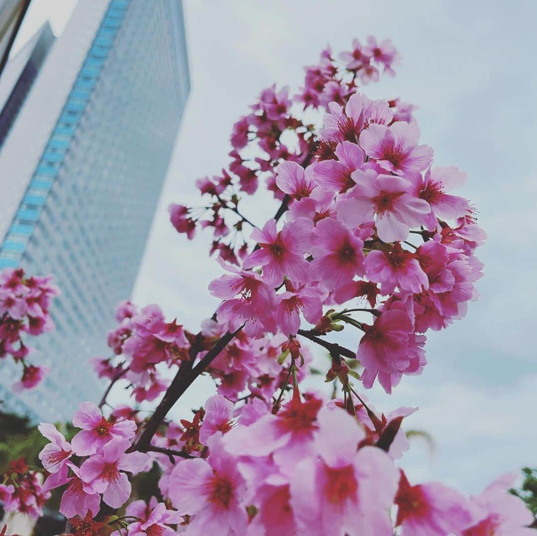 フェニックス・シーガイア・リゾートさんのインスタグラム写真 - (フェニックス・シーガイア・リゾートInstagram)「Flower Living🌸🌼🌷  #シーガイア #seagaia #シェラトングランデオーシャンリゾート #リゾートなひととき #桜 #花のある風景 #宮崎旅行」3月26日 15時37分 - seagaia_official