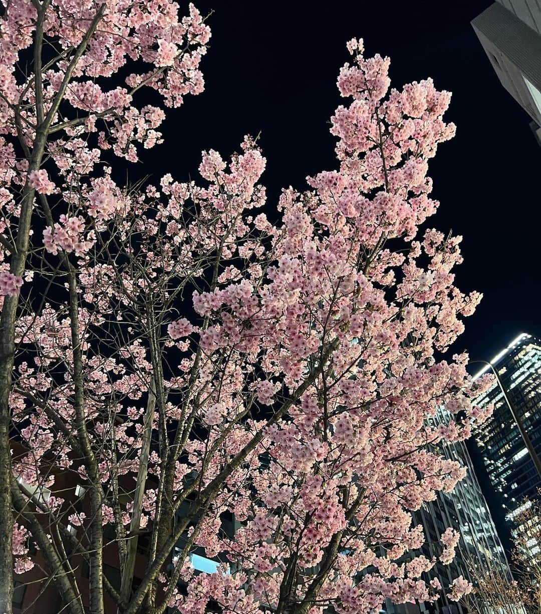 梅山恋和さんのインスタグラム写真 - (梅山恋和Instagram)「🌸」3月26日 16時08分 - cocona_umeyama
