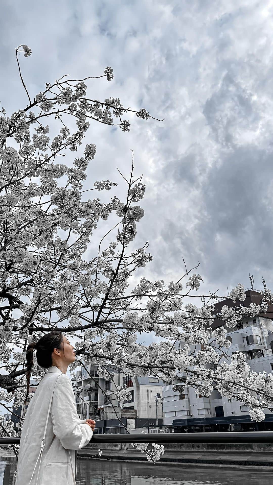 monmamichelleのインスタグラム：「上見て歩いてると幸せな気持ちになる説🌸 #桜#cherryblossom#japan」