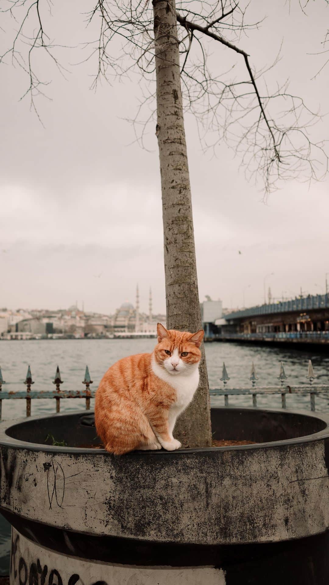 Putri Anindyaのインスタグラム：「Making memories in one of my fav city, Istanbul, with Ricoh GR III. I think i’m in love with this pocket camera. It was a cloudy yet fine morning.   Edited in capcut with “scent” filter. Photos are edited in Lightroom pc Presets are mine Location : Around Galata Tower and Galata Bridge, Istanbul, Turkey.  Videos : iphone 11 1080 60fps  Thanks for lending me the Ricoh @capra311 ✨ #turkiye #istanbul #ricohgriii #ricohgr3 #streetphotography」