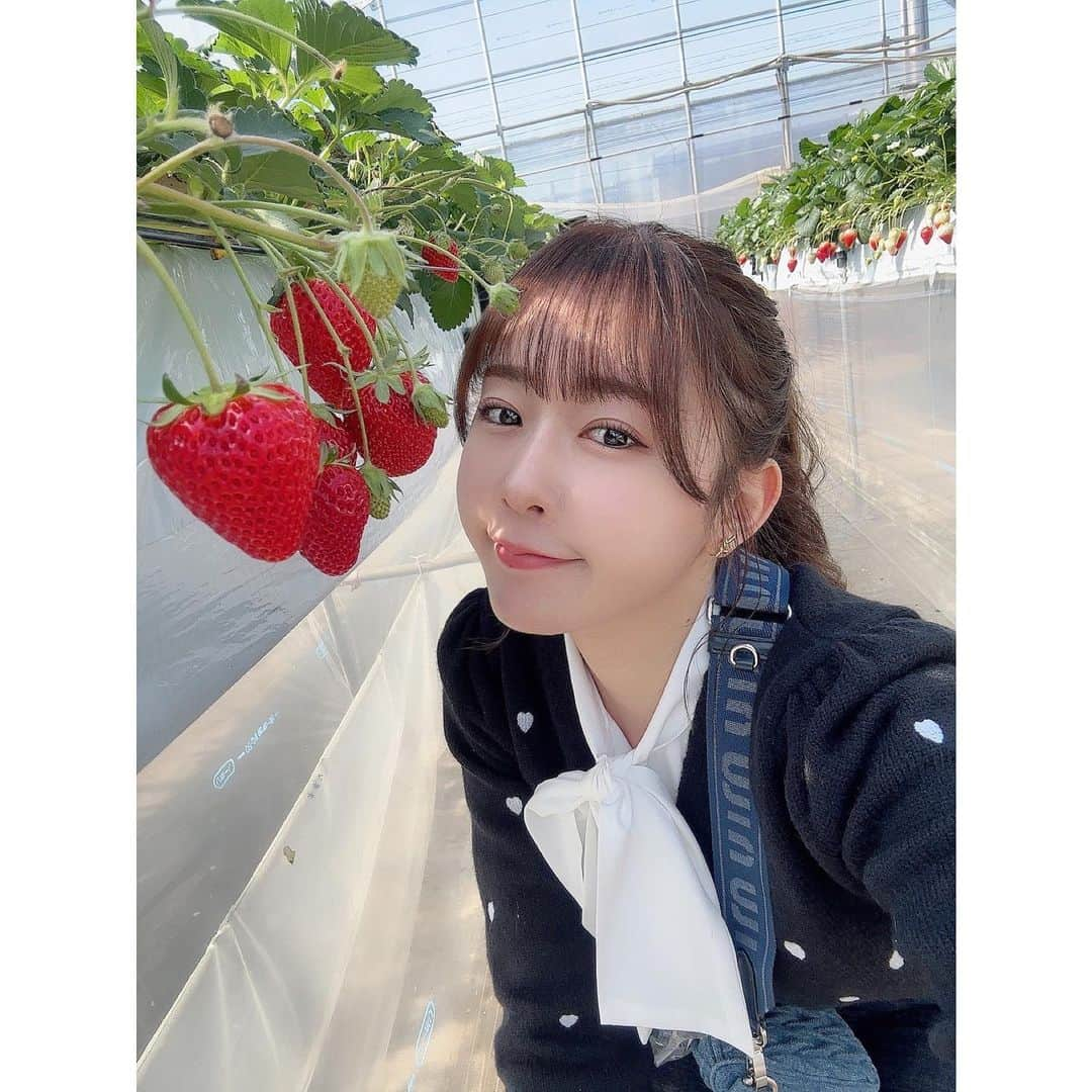 多田愛佳さんのインスタグラム写真 - (多田愛佳Instagram)「🍓🤍 . . #いちご狩り」3月26日 16時58分 - lovetannnnnn