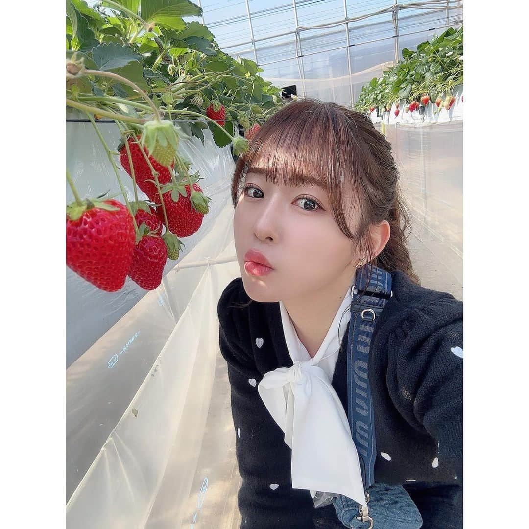 多田愛佳さんのインスタグラム写真 - (多田愛佳Instagram)「🍓🤍 . . #いちご狩り」3月26日 16時58分 - lovetannnnnn