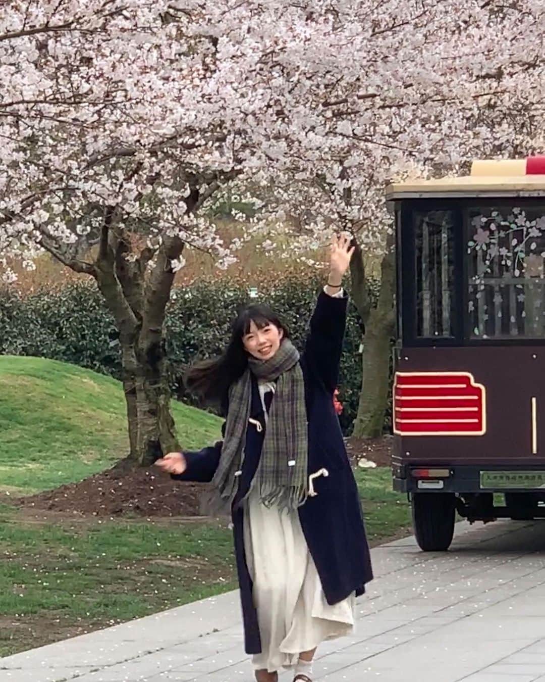 茶叶小果のインスタグラム：「Rika来上海找我玩 我们去辰山植物园看了樱花🌸 好开心 回来看照片都是笑嘻了的 Rika好会拍！ 阴天的樱花也好美 已经满开 快去赏樱吧～ #桜」