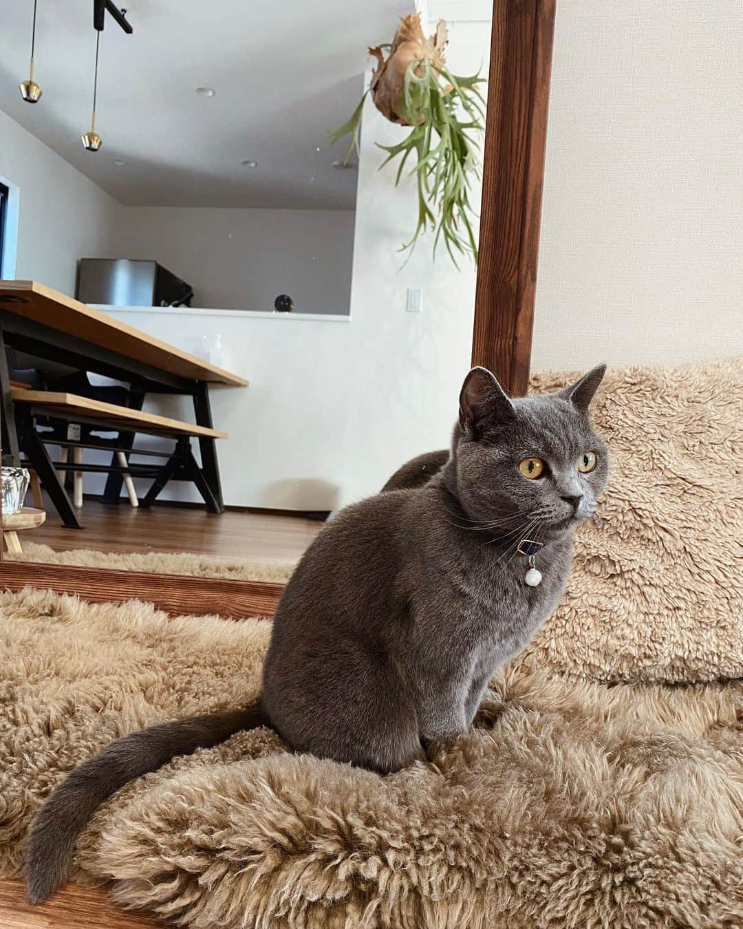 のインスタグラム：「🐈‍⬛🌸  エル🫶食いしん坊で優しい男の子☺️ 毎朝ジャンプをしてお腹が空いたと教えてくれるよ😴 控えめだけどいつも近くにいるの、可愛い😩💕  #ブリティッシュショートヘア」