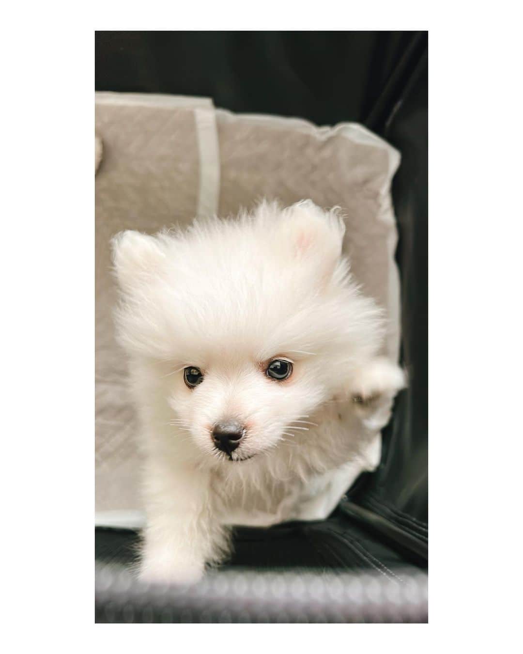 井上貴美のインスタグラム：「🐾 家族が増えました🐻‍❄️ 女の子「シロ」です。  くまお兄ちゃんも、びっくりなやんちゃぶり、優しく見守っててね。  #日本スピッツ #puppy」
