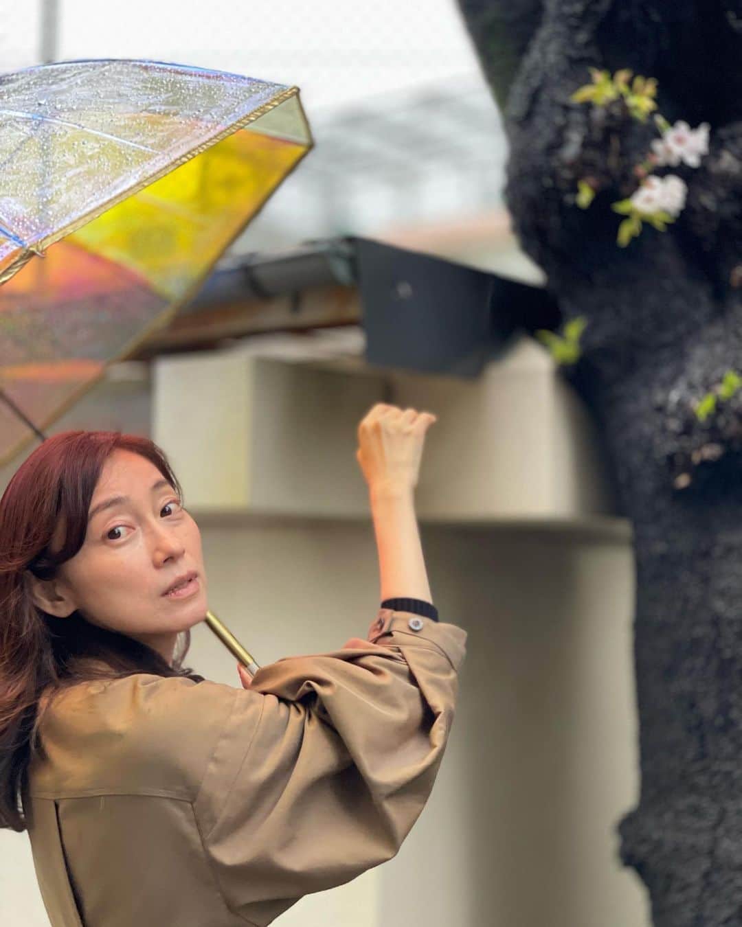 小橋めぐみのインスタグラム：「花散らす雨に嫉妬の日曜日  随分前に作った俳句ですが、 今年も悲しいかな当てはまる。  桜咲く日曜日は、 どうして雨が降るのでしょう。  🌸☔️🌸 いよいよ、ドラマ「俳句先輩」が 明日から始まります。  原作は、 堀本裕樹さんの「春夏秋冬　雑談の達人」です。 暦とともに生きる俳句先輩のそばで、季節の移ろいを感じ、季語を覚えて少しずつ成長していく男子くん。 会話版歳時記のようで、一冊読み終わる頃には 最強の雑談データベースをインプットできます。 ドラマとともに、ぜひ！  #俳句先輩」