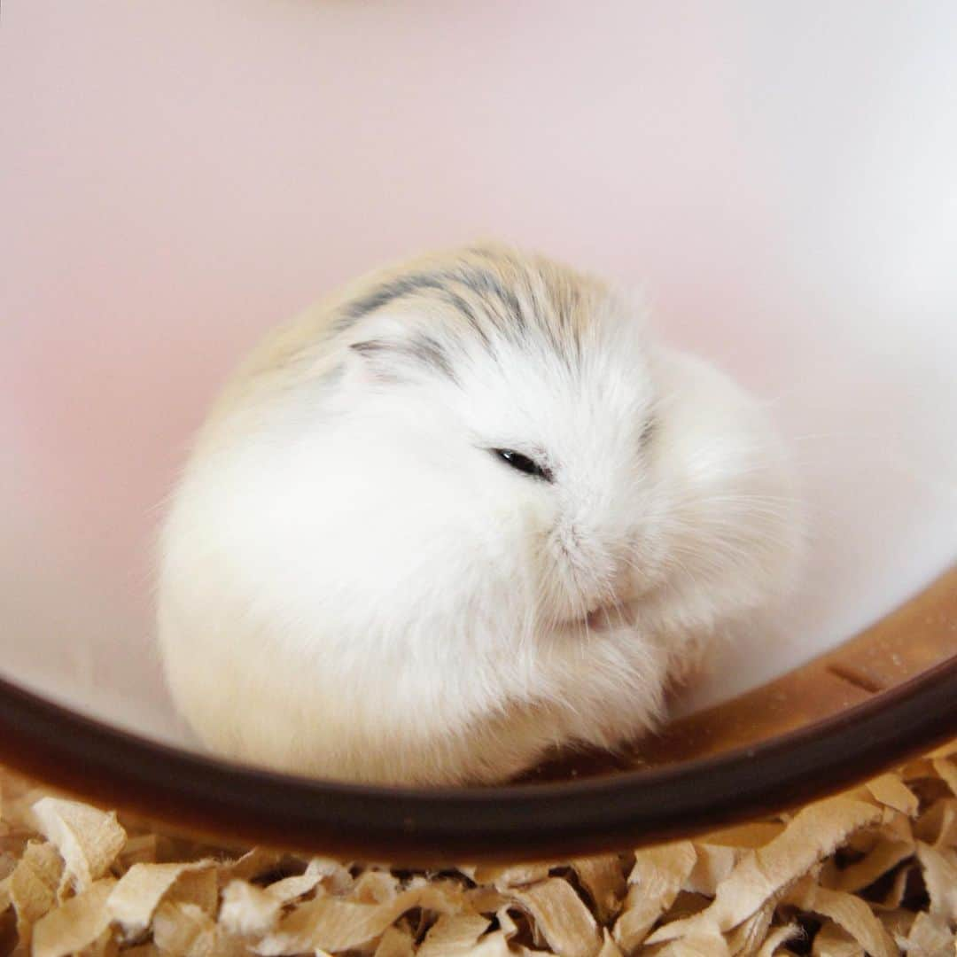 hamster_mocoのインスタグラム